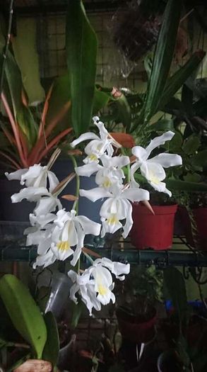 Orchids species