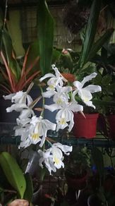 Epiphytic orchid/ species