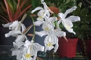 Epiphytic orchid/ species