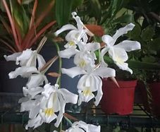 Epiphytic orchid/ species