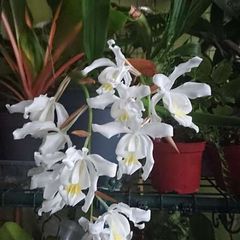 Epiphytic orchid/ species