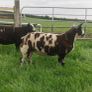 Pure dutch spotted and 3/4 bred spottie ewe lambs Image 8