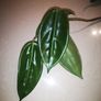 Hoya Vangviengiensis big leaves Image 3