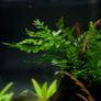 Bolbitis - aquarium plant for driftwood or rocks 25-30 cm Image 4