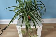 Spider plant