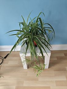 Spider plant