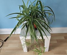 Spider plant