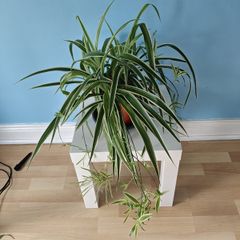 Spider plant