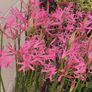 Nerine lily Image 4