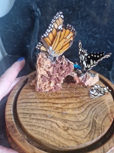 cloche display butterflies