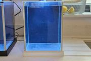 Fluval spec (White)