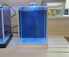 Fluval spec (White)