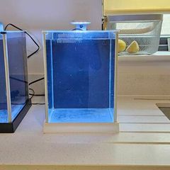 Fluval spec (White)