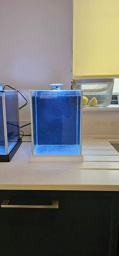 Fluval spec (White)