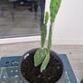 Opuntia - Prickly Pear - Paddle Cactus - Beaver-tail - Bunny Ears-  Polka-dot CactusIndian Fig Cactus Image 2