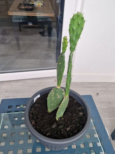 Opuntia - Prickly Pear - Paddle Cactus - Beaver-tail - Bunny Ears-  Polka-dot CactusIndian Fig Cactus