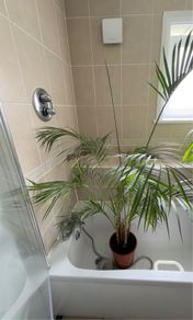 kentia palm