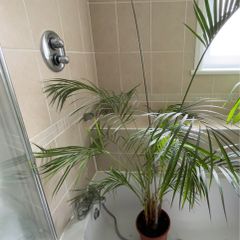 kentia palm