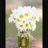 Daisy2001