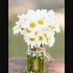Daisy2001