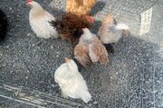 pekin pullets x4