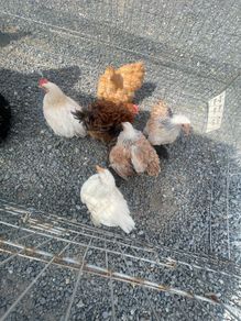 pekin pullets x4