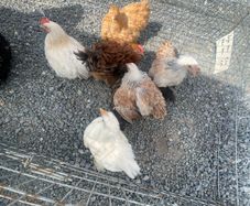 pekin pullets x4