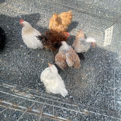 pekin pullets x4