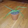 Ultimate Plant Lover's Bundle, Swiss Cheese and Aloe Vera Image 7
