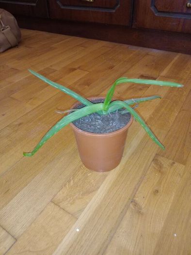 Ultimate Plant Lover's Bundle, Swiss Cheese and Aloe Vera