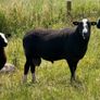 Purebred Zwartbles Ram Lambs & Rams Image 4