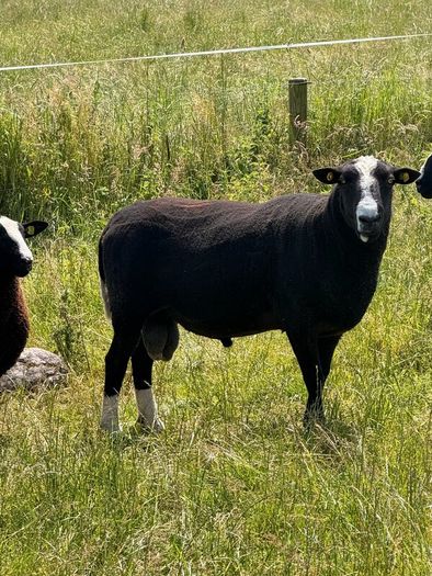 Purebred Zwartbles Ram Lambs & Rams