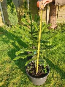 Araucaria