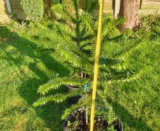 Araucaria