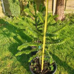 Araucaria