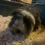 Adopt a guinea pig Image 2