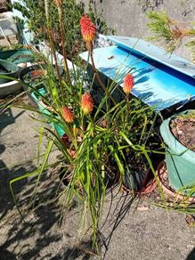 Red Hot Poker plant