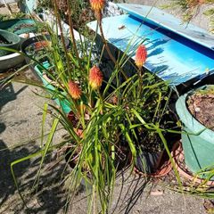 Red Hot Poker plant