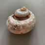 Shell Image 3