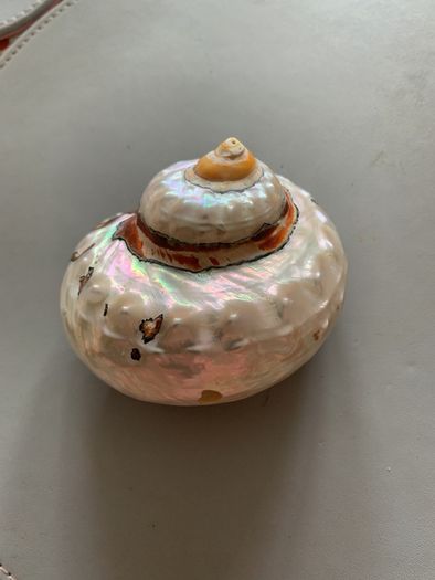 Shell