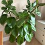 Large Ficus Elastica Rubber Tree in decorative pot Image 2