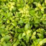 Herbs, Fruit Bushes, Tomato Plants Image 6