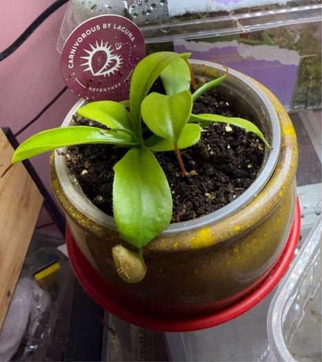 Carnivorous houseplant Nepenthes pitcher plant