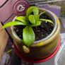 Carnivorous houseplant Nepenthes pitcher plant Image 7