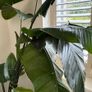 Bird of Paradise Strelitzia Reginae Image 3