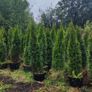 Hedging in Variety in 3 litre pot from 5 euro Image 9