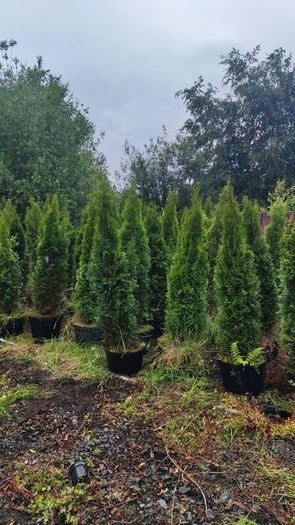 Hedging in Variety in 3 litre pot from 5 euro