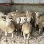 20 Easycare Hoggets Image 3