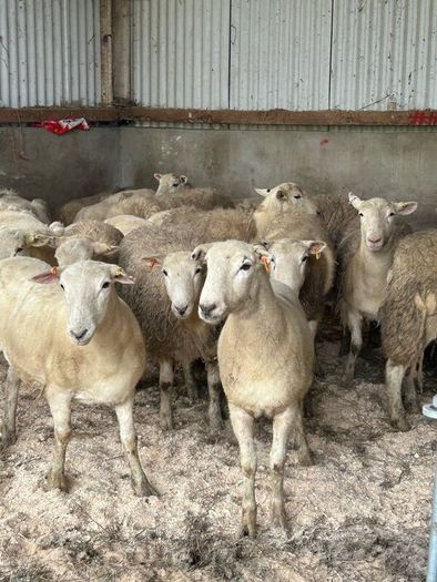 20 Easycare Hoggets