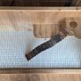 Hamster enclosure & Starter kit Image 5